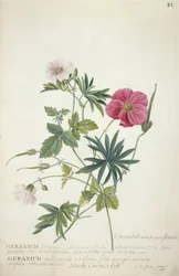 Geranium. To sammenflettede stængler af forskellige arter, 1767 (wc, grafit og kropsfarve på papir)
